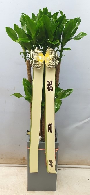 Ȳ
